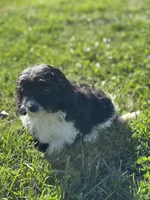 Asher, a male Doxiepoo for sale in Columbia, TN – Photo 4 of 10