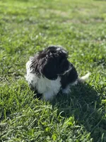 Asher, a male Doxiepoo for sale in Columbia, TN – Photo 7 of 10