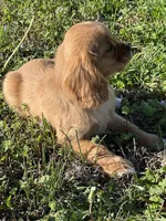 Hank, a male Cavalier King Charles Spaniel for sale in Columbia, TN – Photo 5 of 8