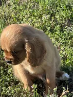 Hank, a male Cavalier King Charles Spaniel for sale in Columbia, TN – Photo 3 of 8