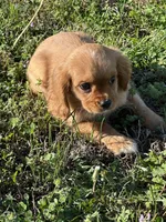 Hank, a male Cavalier King Charles Spaniel for sale in Columbia, TN – Photo 4 of 8