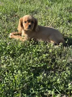 Hank, a male Cavalier King Charles Spaniel for sale in Columbia, TN – Photo 2 of 8
