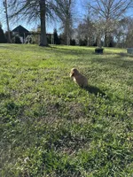 Hank, a male Cavalier King Charles Spaniel for sale in Columbia, TN – Photo 8 of 8