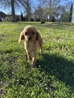 Hank, a male Cavalier King Charles Spaniel for sale in Columbia, TN – Photo 7 of 8