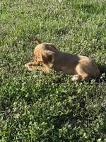 Hank, a male Cavalier King Charles Spaniel for sale in Columbia, TN – Photo 6 of 8