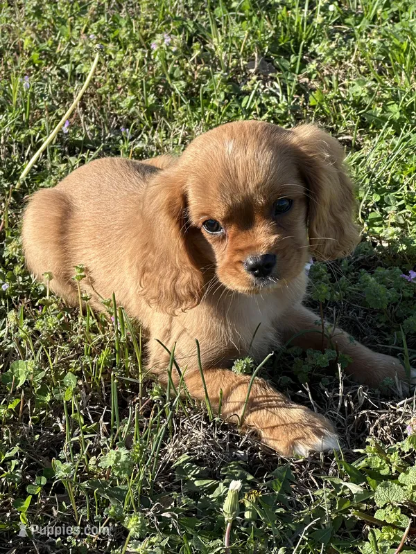 Hank – Cavalier King Charles Spaniel puppy for sale in Columbia, TN