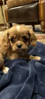 Polly, a female Cavalier King Charles Spaniel for sale in Columbia, TN – Photo 3 of 3