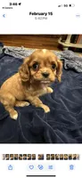 Polly, a female Cavalier King Charles Spaniel for sale in Columbia, TN – Photo 2 of 3