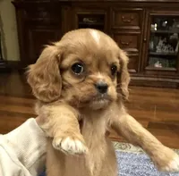 Polly, a female Cavalier King Charles Spaniel for sale in Columbia, TN – Photo 1 of 3