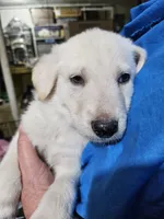 Black Collar Boy, a male German Shepherd Dog for sale in Canton, OH – Photo 1 of 3