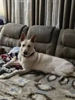 processed/22c515c1-6a89-4d37-89c6-cc8d83bd6e95/listing/1ac6fb5a-e7e5-4aaa-905c-718803a0a0bf/0a0c217a-a035-4233-94c0-4e8727df5150