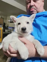 Blue Collar Boy, a male German Shepherd Dog for sale in Canton, OH – Photo 1 of 3