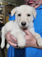 Gray Collar Boy, a male German Shepherd Dog for sale in Canton, OH – Photo 1 of 3
