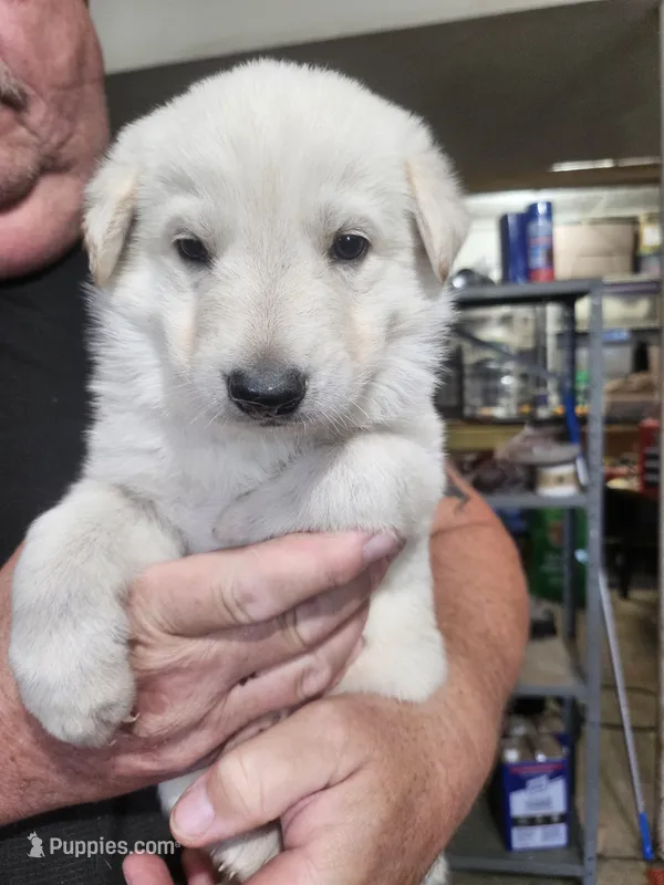 Brown Collar Boy  – German Shepherd Dog puppy on hold in Canton, OH