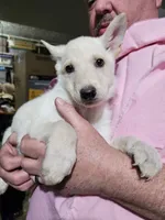 Red Collar Girl, a female German Shepherd Dog for sale in Canton, OH – Photo 1 of 3