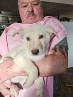 Purple Collar Girl, a female German Shepherd Dog for sale in Canton, OH – Photo 1 of 3