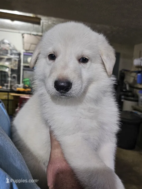 Dark Green Collar Boy – German Shepherd Dog puppy on hold in Canton, OH