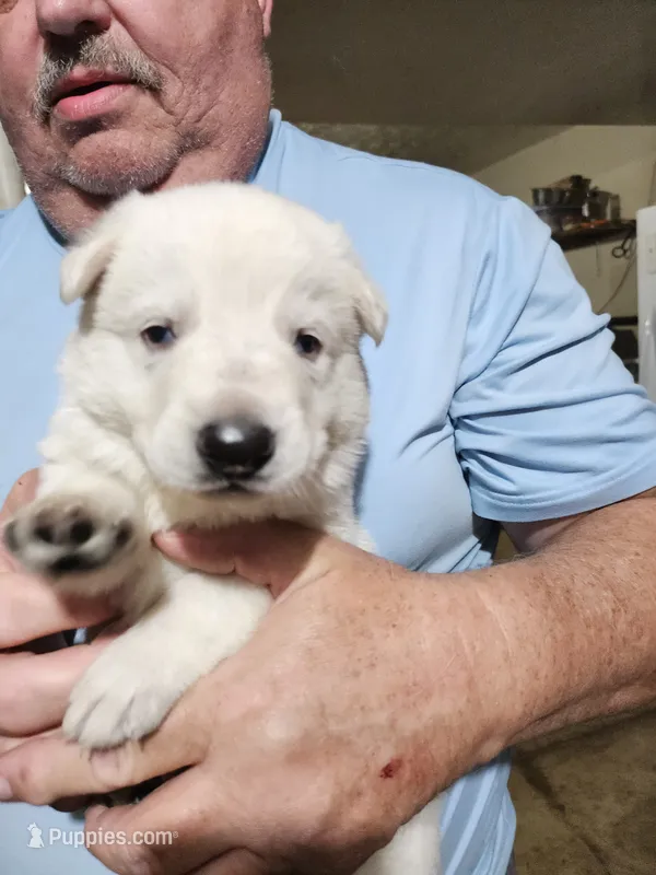 Navy Collar Boy – German Shepherd Dog puppy for sale in Canton, OH