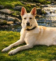 Purple Collar Girl, a female German Shepherd Dog for sale in Canton, OH – 2 of 3