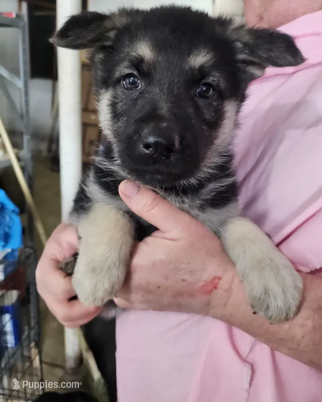 Lime Green Collar Girl