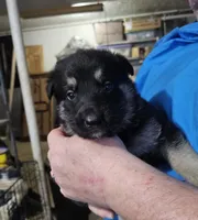 Green Collar Boy, a male German Shepherd Dog for sale in Canton, OH – Photo 1 of 3