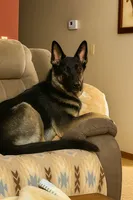 Green Collar Boy, a male German Shepherd Dog for sale in Canton, OH – Photo 2 of 3