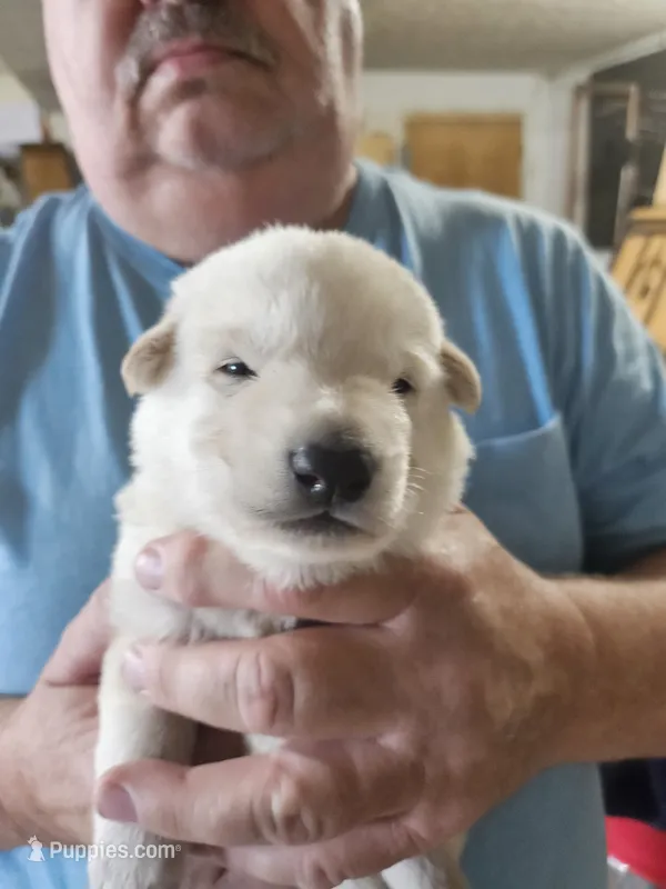Brown Collar Boy  – German Shepherd Dog puppy for sale in Canton, OH