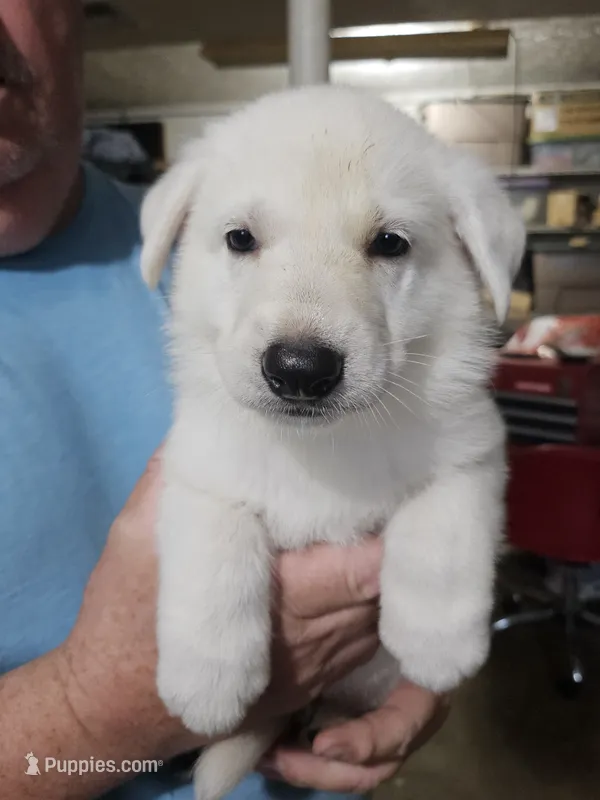 Light Blue Collar Boy – German Shepherd Dog puppy on hold in Canton, OH