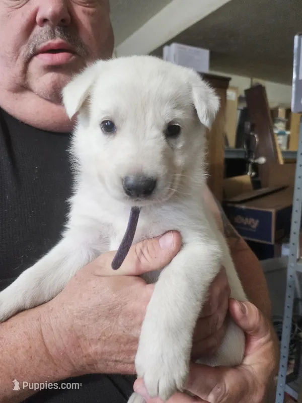 Purple Collar Girl – German Shepherd Dog puppy for sale in Canton, OH