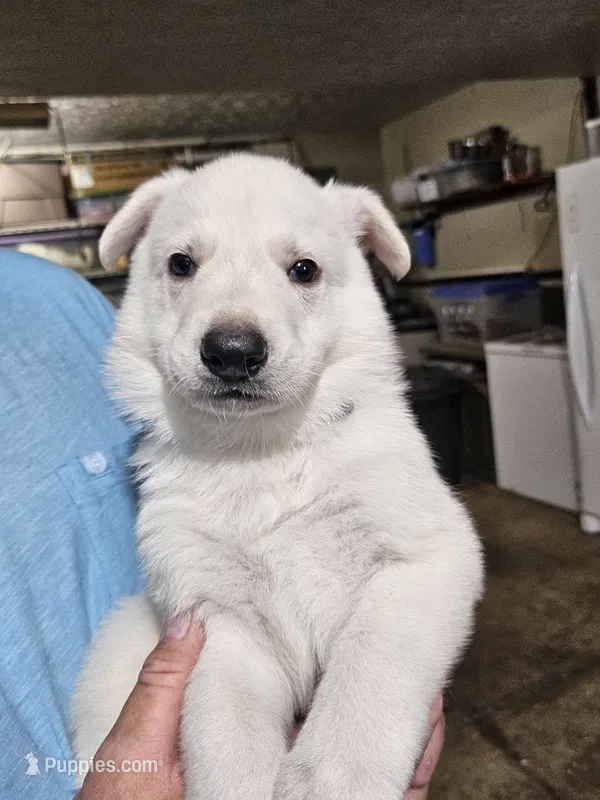 Navy Collar Boy – German Shepherd Dog puppy for sale in Canton, OH