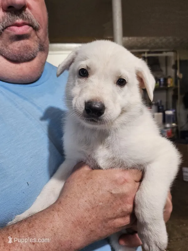 Purple Collar Girl – German Shepherd Dog puppy on hold in Canton, OH