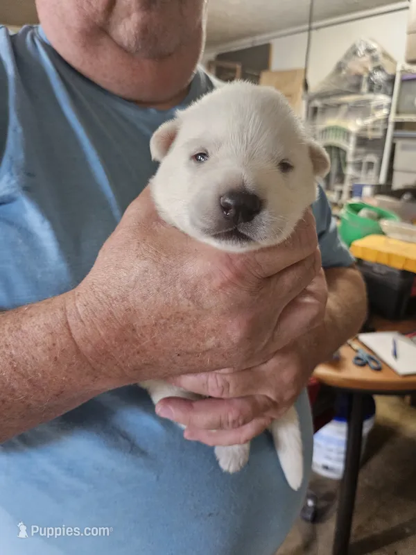 Navy Collar Boy – German Shepherd Dog puppy for sale in Canton, OH