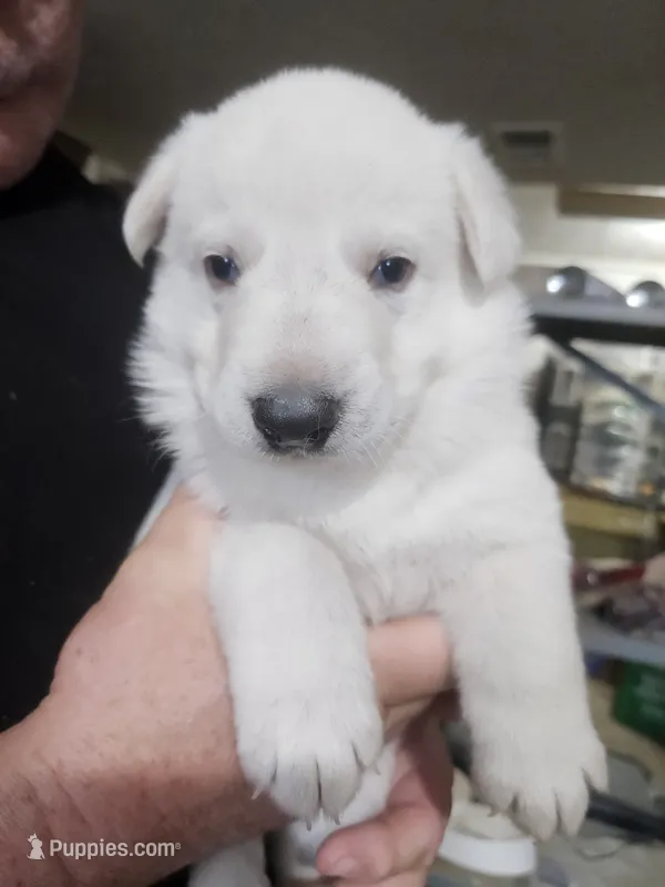 Navy Collar Boy – German Shepherd Dog puppy for sale in Canton, OH