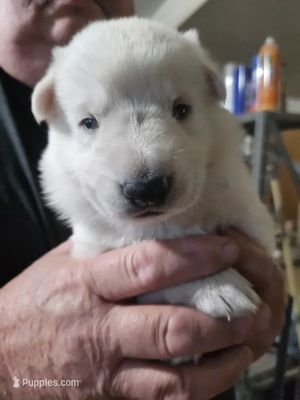 Navy Collar Boy – German Shepherd Dog puppy for sale in Canton, OH