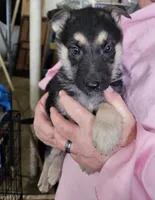 Pink Collar Girl, a female German Shepherd Dog for sale in Canton, OH – Photo 1 of 3