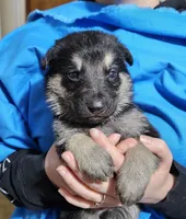 Black Collar Boy, a male German Shepherd Dog for sale in Canton, OH – Photo 1 of 3