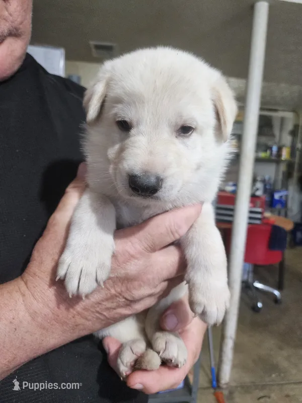 Lime Green Collar Boy – German Shepherd Dog puppy for sale in Canton, OH