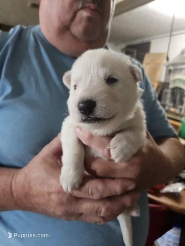 Light Blue Collar Boy – German Shepherd Dog puppy for sale in Canton, OH