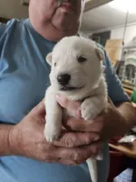 Light Blue Collar Boy, a male German Shepherd Dog for sale in Canton, OH – 1 of 3