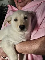 Orange Collar Girl, a female German Shepherd Dog for sale in Canton, OH – Photo 1 of 3