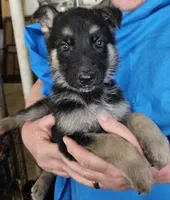 Yellow Collar Boy, a male German Shepherd Dog for sale in Canton, OH – Photo 1 of 3