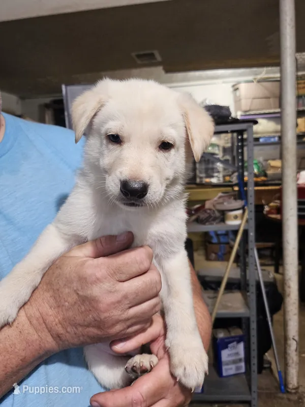 Lime Green Collar Boy – German Shepherd Dog puppy for sale in Canton, OH