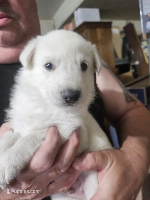 Light Blue Collar Boy – German Shepherd Dog puppy on hold in Canton, OH