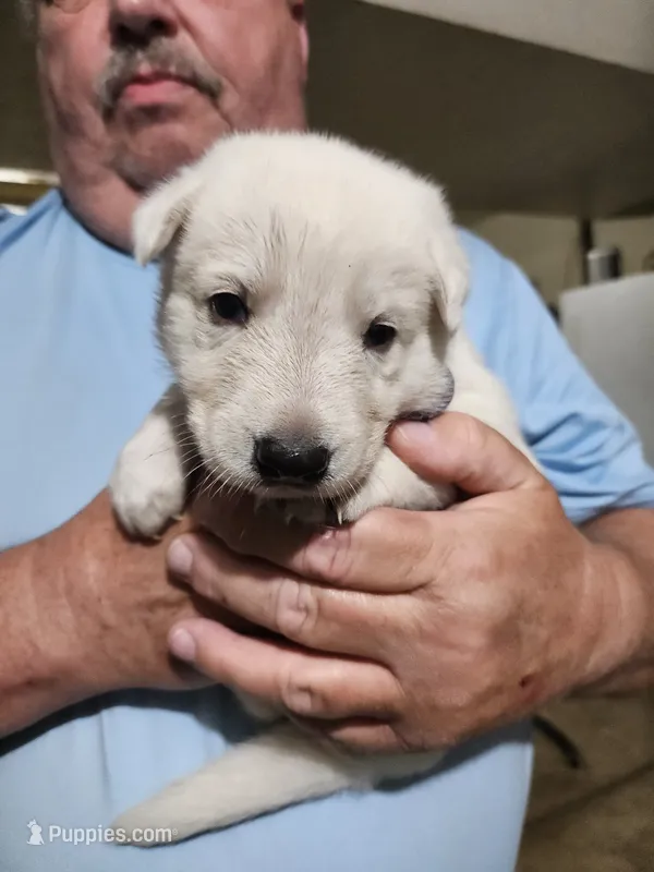 Purple Collar Girl – German Shepherd Dog puppy for sale in Canton, OH