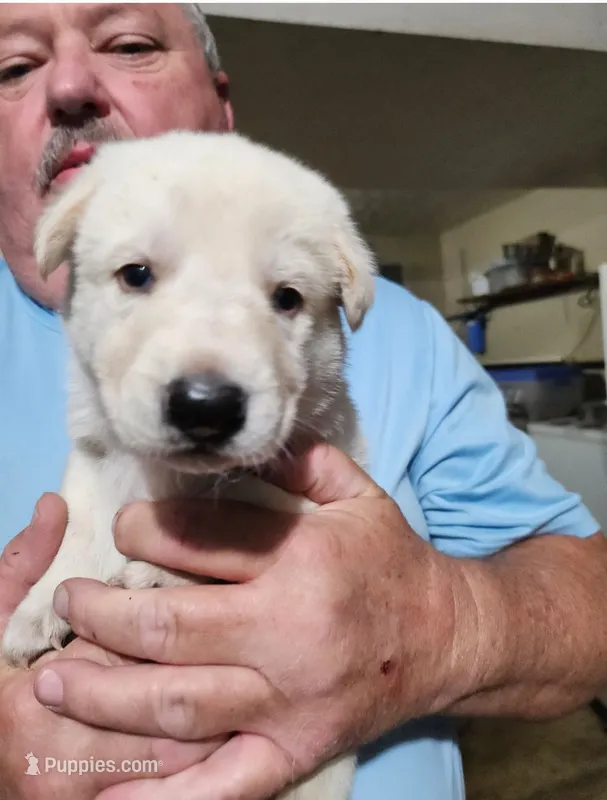 Lime Green Collar Boy – German Shepherd Dog puppy for sale in Canton, OH