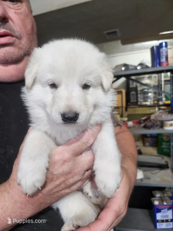 Dark Green Collar Boy – German Shepherd Dog puppy on hold in Canton, OH