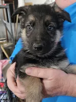 Orange Collar Boy, a male German Shepherd Dog for sale in Canton, OH – Photo 1 of 3