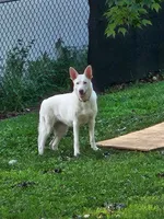 Yellow Collar Girl, a female German Shepherd Dog for sale in Canton, OH – Photo 2 of 3