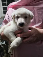 Yellow Collar Girl, a female German Shepherd Dog for sale in Canton, OH – Photo 1 of 3