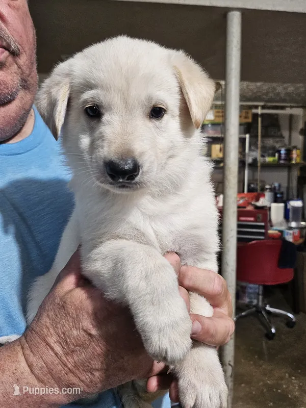 Brown Collar Boy  – German Shepherd Dog puppy on hold in Canton, OH